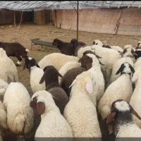پخش گوسفندزنده ی استان کرج
