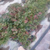 فروش نهال توت فرنگی|خدمات باغبانی و درختکاری|جیرفت, |دیوار