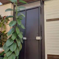 گل فیکوس|گل و گیاه طبیعی|رشت, پیرکلاچای|دیوار
