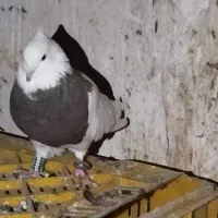 کبوتر