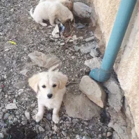 واگذری سگ شیتزو