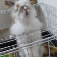 خرگوش لوپ بازی گوش