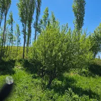 فروش باغی سرسبز و منحصر به فرد|فروش دفتر صنعتی، کشاورزی، تجاری|خلخال, |دیوار