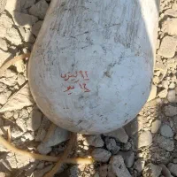 کپسول سی انجی