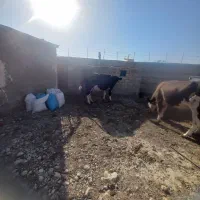 گوساله گاو خشک|حیوانات مزرعه|زابل, |دیوار