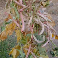 لوبیا قرمز و لوبیا سفید ترنا دارم برا فروش