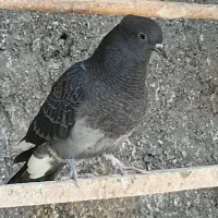 جوجه استثنایی