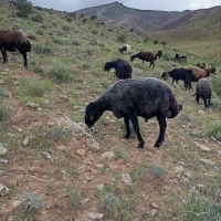 قوچ هترو  ۳ساله  در ماهنشان