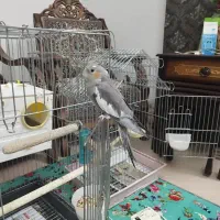 واگذاری عروس هلندی