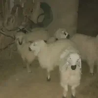 بره ماده|حیوانات مزرعه|ریگ ملک, |دیوار