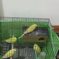 یک جفت مرغ عشق مولد با دو جوجه دون خور|پرنده|ایلام, |دیوار