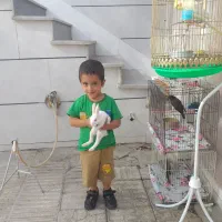 ۲عدد خرگوش