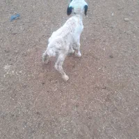 سلام دو عدد بره|حیوانات مزرعه|دهلران, |دیوار