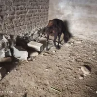 2 عدد گوسفند ماده|حیوانات|گرگان, |دیوار