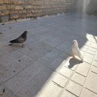 فروش دو عدد جوجه کبوتر|پرنده|خوانسار, |دیوار