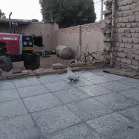 ماده دم قهوه ای|پرنده|سیلاخور, |دیوار