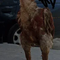 خروس لاری