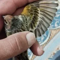 مرغ عشق مولد ،سینه سرخ سهره|پرنده|قزوین, |دیوار