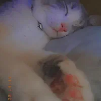 واگذاری گربه ی خانگی