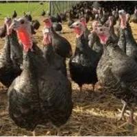 تخم بوقلمون آلمانی اصل