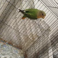 طوطی برزیلی اوپال مولد صدرصد تضمینی با جوجه|پرنده|گرمدره, |دیوار