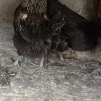 مرغ محلی اولین بار تخم گذاشتن