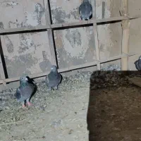 پلاکی