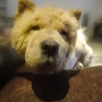 سگ چاوچاو
