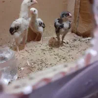 جوجه اوشامواصیل‌معاوضه با دانه پارس