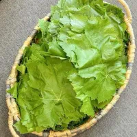 برگ مو|خوردنی و آشامیدنی|ارومیه, |دیوار