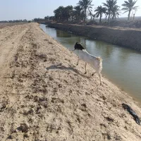 بز. نر .افغانی