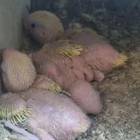 طوطی گرینچیگ طوطی برزیلی|پرنده|قرچک, زیبا شهر|دیوار