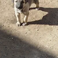 واگذاری توله سگ‌‌‌ سرابی نر و ماده|سگ|سراب, |دیوار