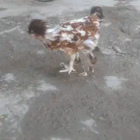 مرغ عثمانی|حیوانات مزرعه|اندیمشک, |دیوار