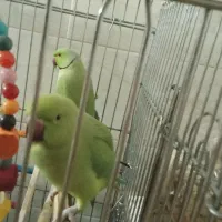 نروماده ملنگو