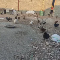 مرغ تخمگذار