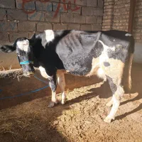 گاو شیری|حیوانات مزرعه|گنبد کاووس, |دیوار