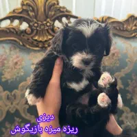 واگذاری توله سگ|سگ|بندرعباس, |دیوار