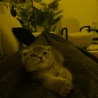 گربه اسکاتیش فولد سیلور بلو