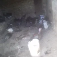 مرغ و خروس نژاد دار و بوقلمون