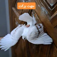 جوجه پشتدار تازه دونخور فوق‌العاده|پرنده|تهران, فردوس|دیوار