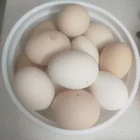 تخم مرغ بومی