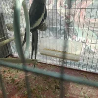 عروس هلندی نر|پرنده|رابر, |دیوار