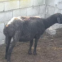 نرتخمی قره قزل افشاری درجه یک وسیاه ابستن|حیوانات مزرعه|بهشهر, |دیوار