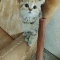 بریتیش عروسکی چشم‌درشت ،دلبر واقعی