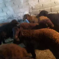 بره نر پای پروار