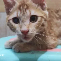 واگذاری گربه نارنجی|گربه|بیرجند, |دیوار