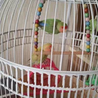 یک جفت کوتوله با قفس و تمام وسایل