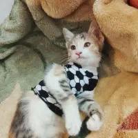 واکذاری|گربه|صدرا-فارس, فاز ۱|دیوار