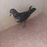 کبوترکشکی|پرنده|شیراز, حومه شیراز|دیوار